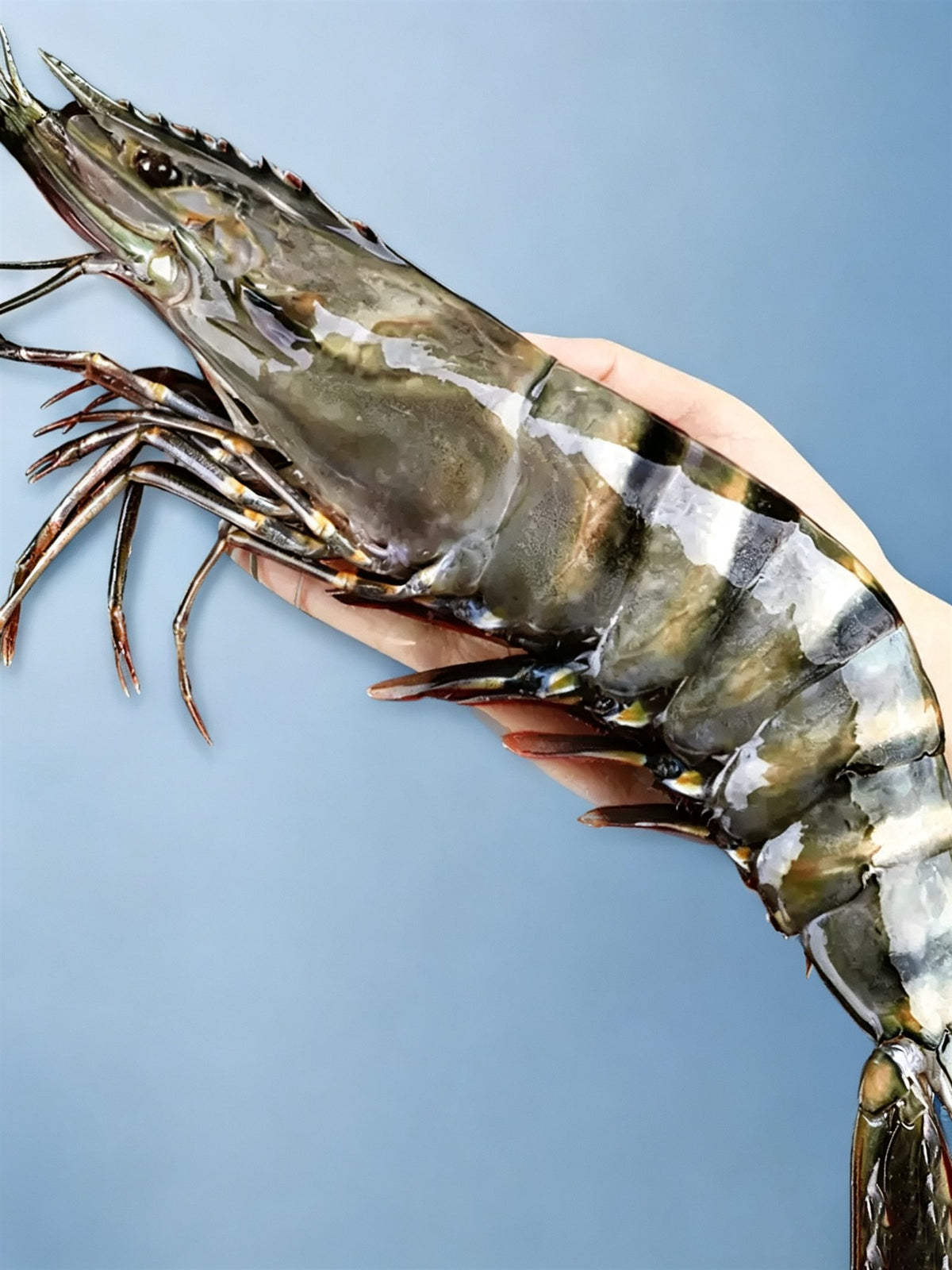 Frozen Giant Black Tiger Prawns — view 4