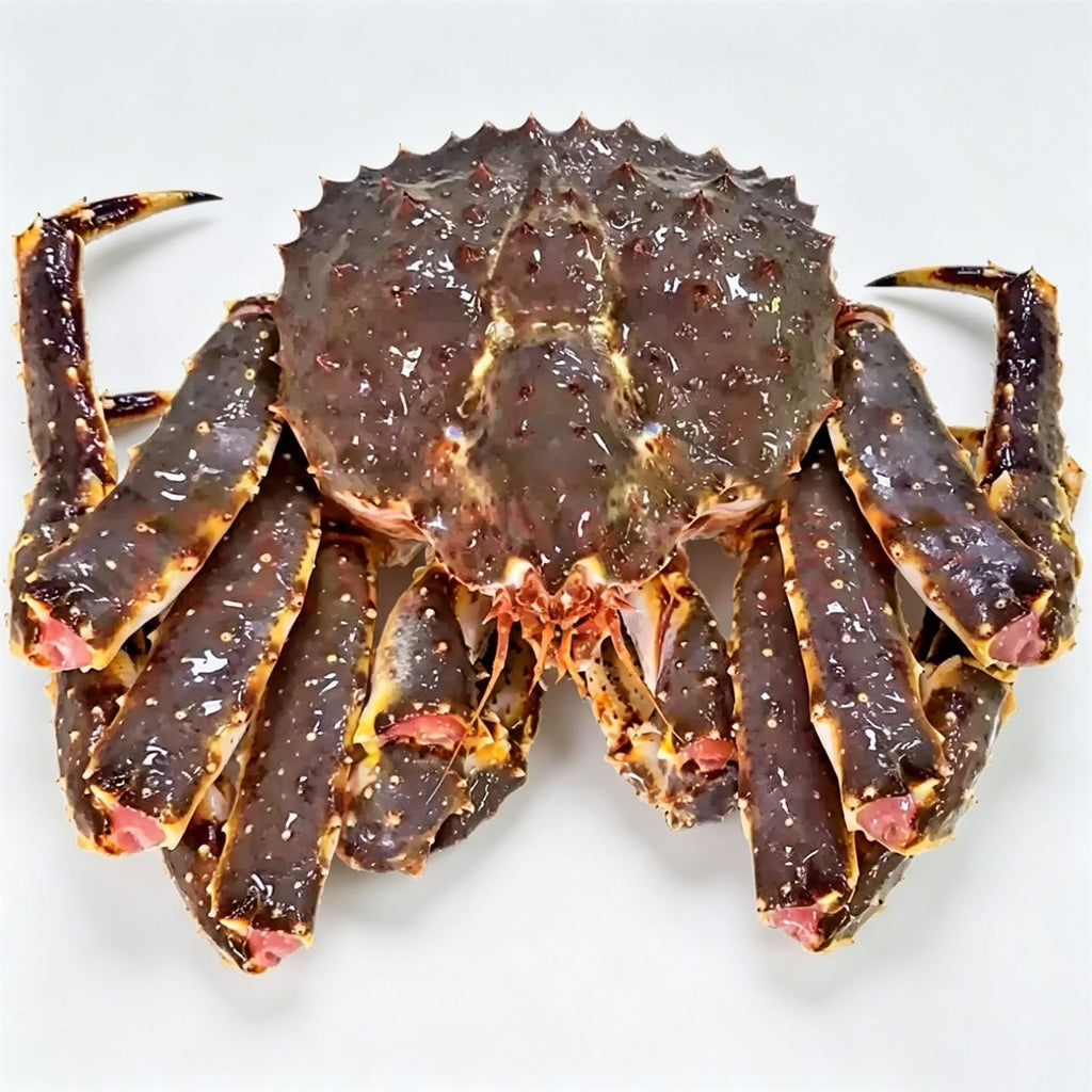 Live King Crab