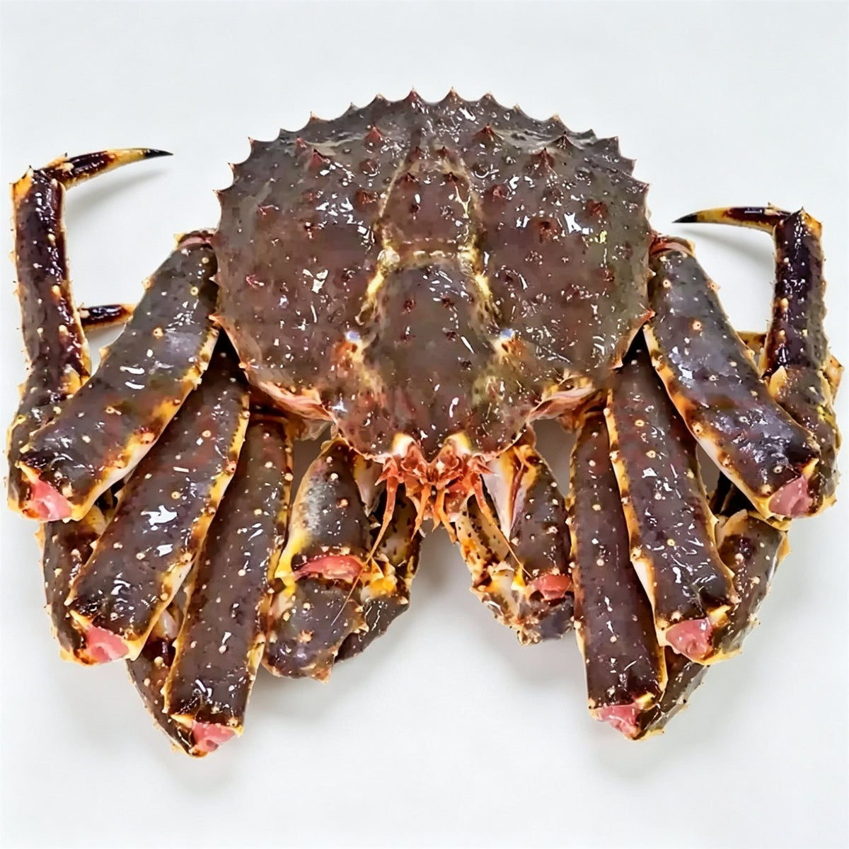 Live King Crab