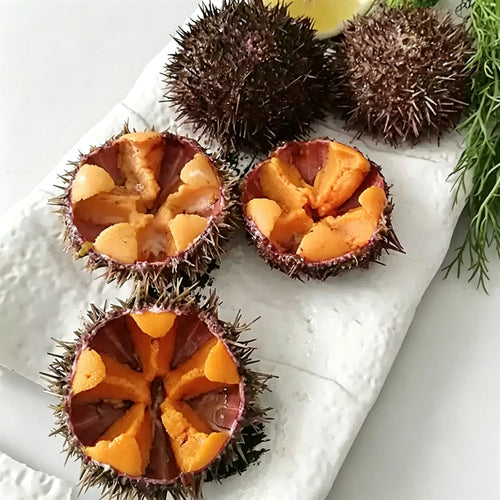 Fresh Sea Urchin — view 2