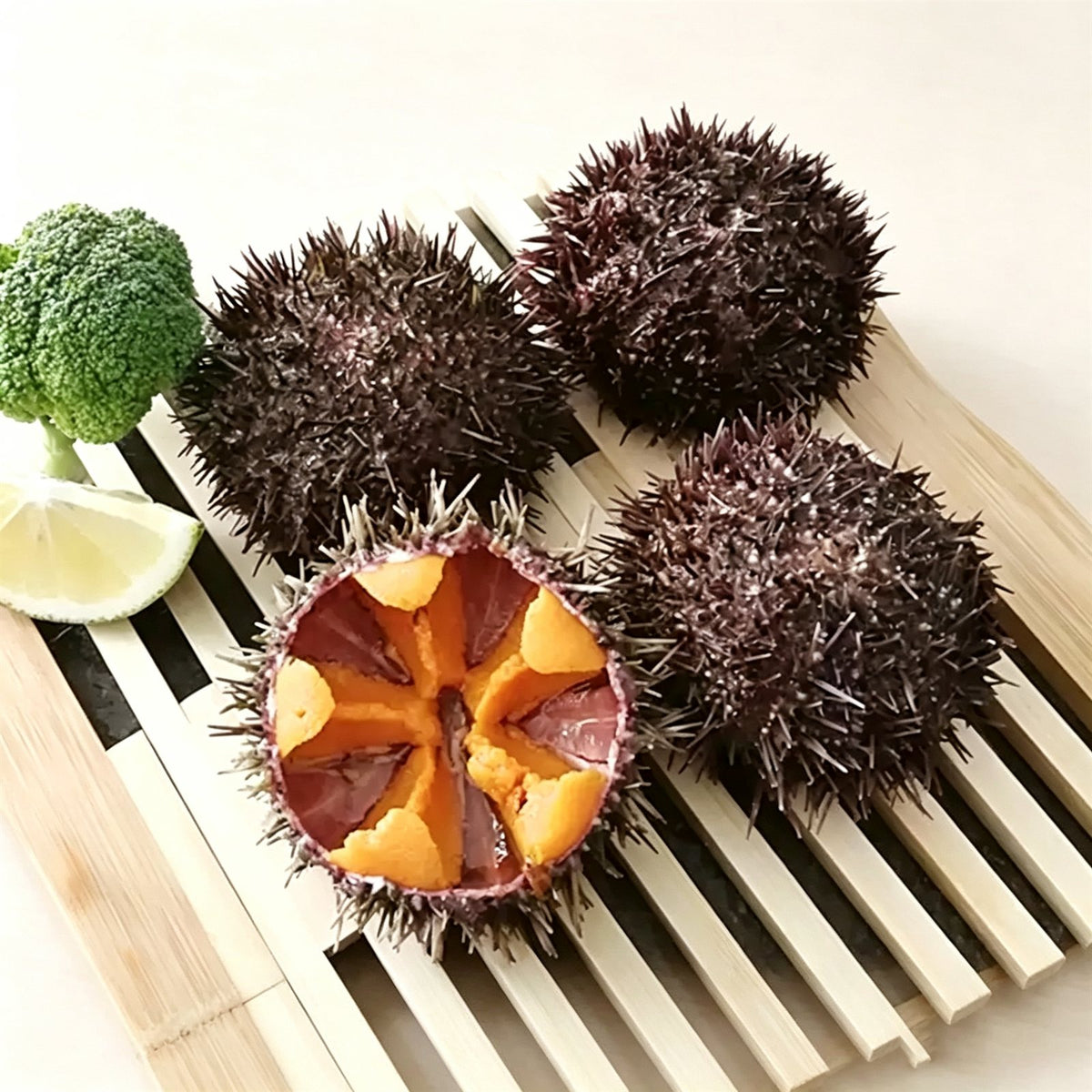 Fresh Sea Urchin — view 3