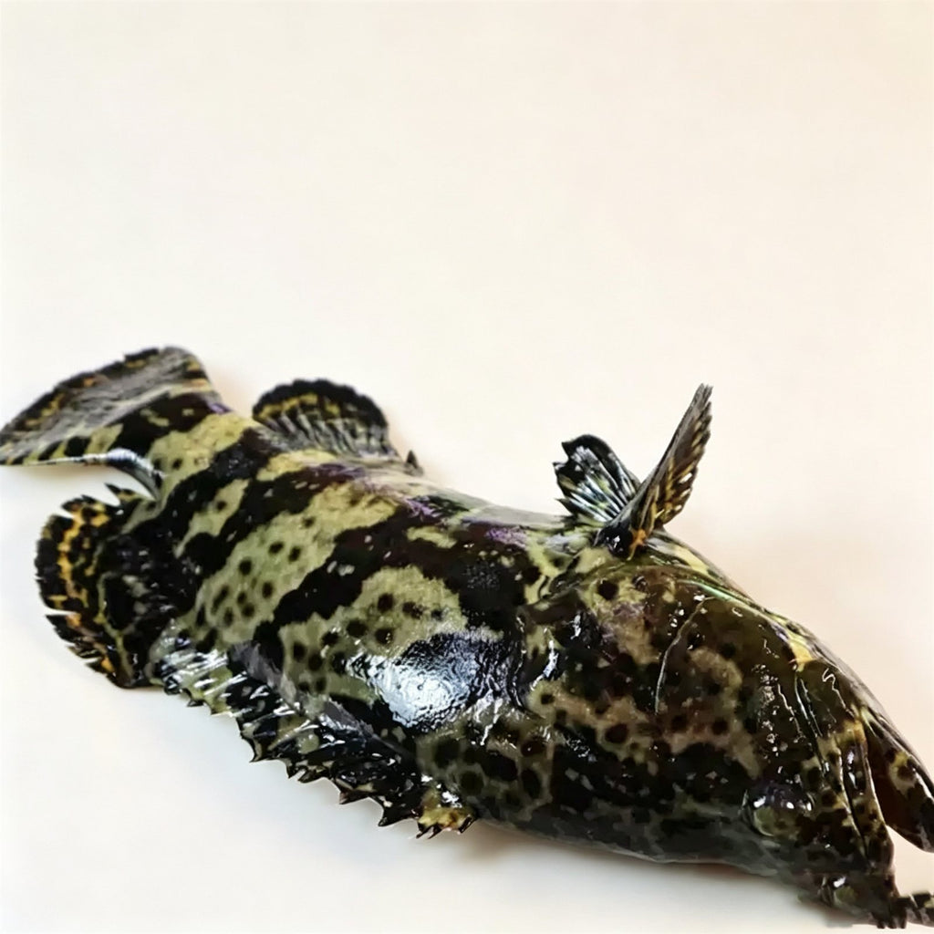 Frozen Whole Grouper — view 3