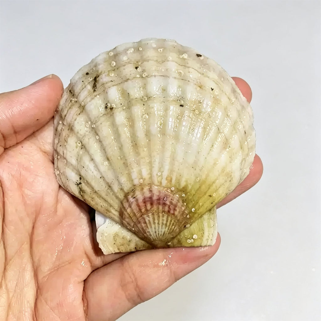Frozen Whole Shell Scallops