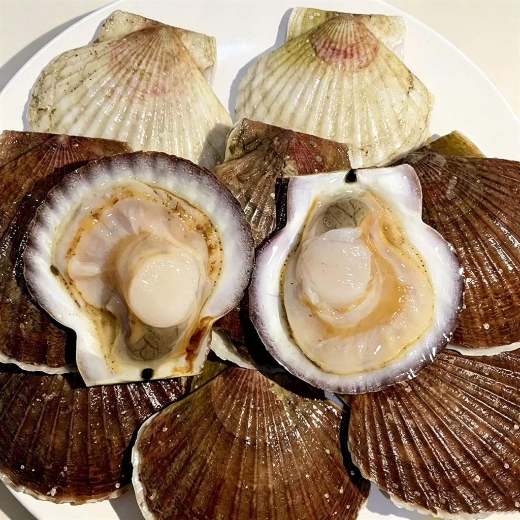 Frozen Whole Shell Scallops — view 2