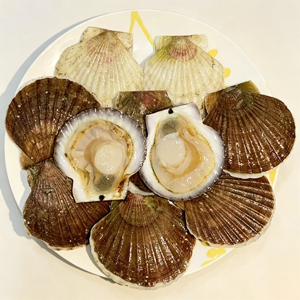 Frozen Whole Shell Scallops — view 3