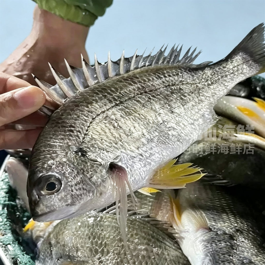 Frozen Wild-Caught Yellowfin Sea Bream — view 2